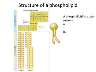 A phospholipid has two
regions:
a.
b.
Structure of a phospholipid
 