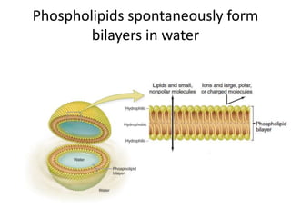 Phospholipids spontaneously form
bilayers in water
 