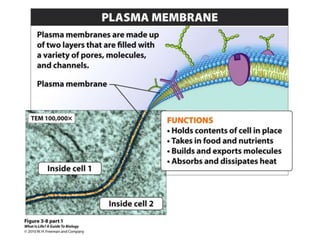 Cells (cytology) pt 1
