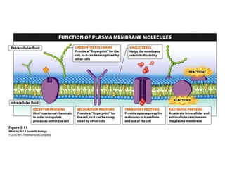 Cells (cytology) pt 1