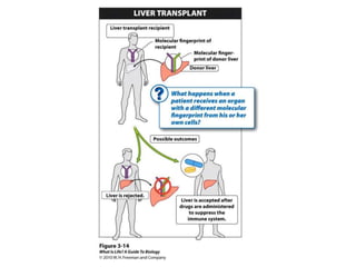 Cells (cytology) pt 1