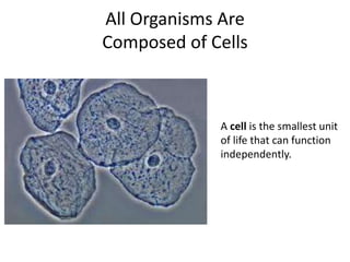 All Organisms Are
Composed of Cells
A cell is the smallest unit
of life that can function
independently.
 