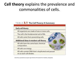 Cell theory explains the prevalence and
commonalities of cells.
Filamentous cyanobacteria and green alga © McGraw-Hill Education/Don Rubbelke, photographer
 