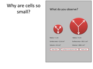 What do you observe?
Radius = 1 cm Radius = 4 cm
Surface area = 12.6 cm2 Surface area = 201.1 cm2
Volume = 4.2 cm3 Volume = 268.1 cm3
Heat Gain Heat Loss
Surface-to volume ratio
Thermo-
How?
Why are cells so
small?
 
