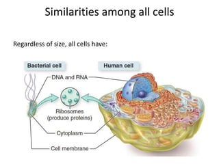 Similarities among all cells
Regardless of size, all cells have:
 