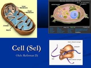 Cell (Sel)Cell (Sel)
Oleh: Refirman DjOleh: Refirman Dj
 
