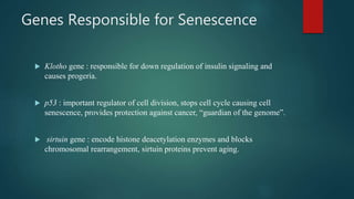 Genes Responsible for Senescence
 Klotho gene : responsible for down regulation of insulin signaling and
causes progeria.
 p53 : important regulator of cell division, stops cell cycle causing cell
senescence, provides protection against cancer, “guardian of the genome”.
 sirtuin gene : encode histone deacetylation enzymes and blocks
chromosomal rearrangement, sirtuin proteins prevent aging.
 