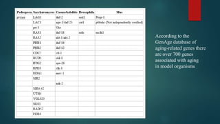 According to the
GenAge database of
aging-related genes there
are over 700 genes
associated with aging
in model organisms
 