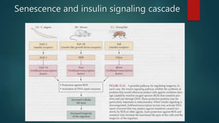 Senescence and insulin signaling cascade
 