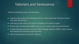 Telomers and Senescence
Telomere shortening causes cell senescence
 Somatic cells usually lack telomerase activity, which means that telomeres shorten
with each cell division.
 cells may go into crisis as the result of reaching zero telomere length.
 Reactivation of telomerase enables cells to survive crisis and to become immortal.
 Eroded telomeres generate a persistent DNA damage response (DDR), which initiates
and maintains the senescence growth arrest .
 This in turn activates the p53/p21 pathway.
 