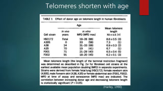 Telomeres shorten with age
(Harley, 1990)
 