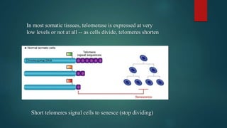 In most somatic tissues, telomerase is expressed at very
low levels or not at all -- as cells divide, telomeres shorten
Short telomeres signal cells to senesce (stop dividing)
 