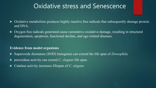 Oxidative stress and Senescence
 Oxidative metabolism produces highly reactive free radicals that subsequently damage protein
and DNA.
 Oxygen free radicals generated cause cumulative oxidative damage, resulting in structural
degeneration, apoptosis, functional decline, and age-related diseases.
Evidence from model organisms
 Superoxide dismutase (SOD) transgenes can extend the life span of Drosophila.
 peroxidase activity can extend C. elegans life span.
 Catalase activity increases lifespan of C. elegans
 
