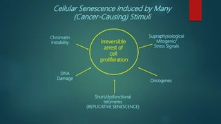 Short/dysfunctional
telomeres
(REPLICATIVE SENESCENCE)
DNA
Damage
Oncogenes
Chromatin
Instability
Supraphysiological
Mitogenic/
Stress Signals
Cellular Senescence Induced by Many
(Cancer-Causing) Stimuli
Irreversible
arrest of
cell
proliferation
 