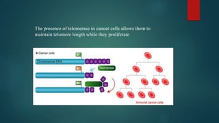 The presence of telomerase in cancer cells allows them to
maintain telomere length while they proliferate
 