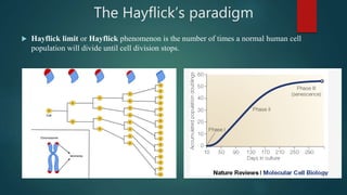 The Hayflick’s paradigm
 Hayflick limit or Hayflick phenomenon is the number of times a normal human cell
population will divide until cell division stops.
 