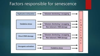 Factors responsible for senescence
 