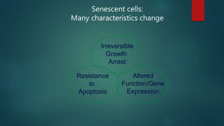Senescent cells:
Many characteristics change
Irreversible
Growth
Arrest
Resistance
to
Apoptosis
Altered
Function/Gene
Expression
 