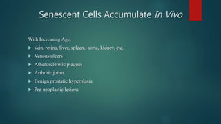 Senescent Cells Accumulate In Vivo
With Increasing Age,
 skin, retina, liver, spleen, aorta, kidney, etc.
 Venous ulcers
 Atherosclerotic plaques
 Arthritic joints
 Benign prostatic hyperplasia
 Pre-neoplastic lesions
 
