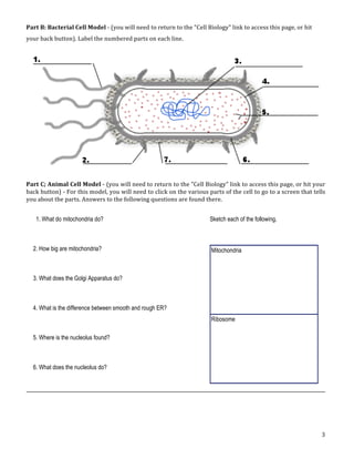 3
Part B: Bacterial Cell Model ‐ (you will need to return to the "Cell Biology" link to access this page, or hit
your back button). Label the numbered parts on each line.
Part C; Animal Cell Model ‐ (you will need to return to the "Cell Biology" link to access this page, or hit your
back button) ‐ For this model, you will need to click on the various parts of the cell to go to a screen that tells
you about the parts. Answers to the following questions are found there.
Part B: Bacterial Cell Model - (you will need to return to the "Cell Biology" link to access this page, or hit your
back button)
Part C; Animal Cell Model - (you will need to return to the "Cell Biology" link to access this page, or hit your back
button) - For this model, you will need to click on the various parts of the cell to go to a screen that tells you about the
parts. Answers to the following questions are found there.
1. What do mitochondria do?
2. How big are mitochondria?
3. What does the Golgi Apparatus do?
4. What is the difference between smooth and rough ER?
5. Where is the nucleolus found?
6. What does the nucleolus do?
Sketch each of the following.
Mitochondria
Ribosome
Part B: Bacterial Cell Model - (you will need to return to the "Cell Biology" link to access this page, or hit your
back button)
Part C; Animal Cell Model - (you will need to return to the "Cell Biology" link to access this page, or hit your back
button) - For this model, you will need to click on the various parts of the cell to go to a screen that tells you about the
parts. Answers to the following questions are found there.
1. What do mitochondria do?
2. How big are mitochondria?
3. What does the Golgi Apparatus do?
4. What is the difference between smooth and rough ER?
5. Where is the nucleolus found?
6. What does the nucleolus do?
Sketch each of the following.
Mitochondria
Ribosome
 