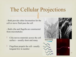 THE CELLS and TISSUES CELLULAR STRUCTURES | PPTX