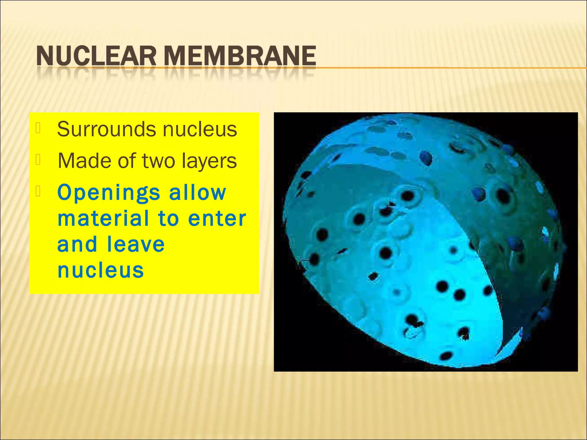  Surrounds nucleus
 Made of two layers
 Openings allow
material to enter
and leave
nucleus
 
