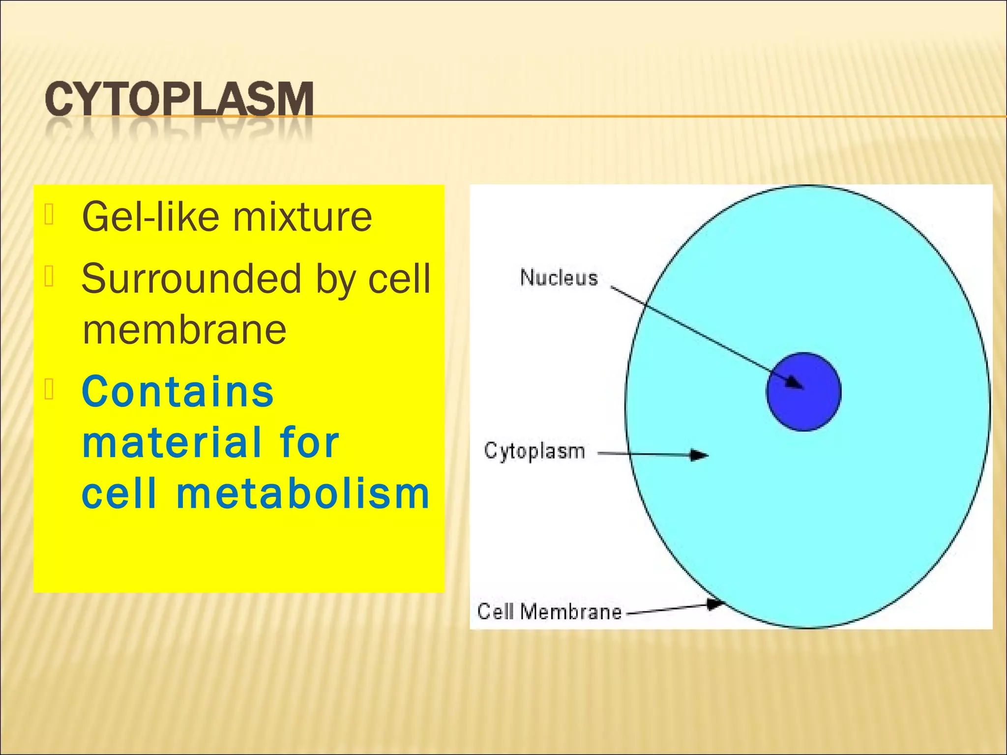  Gel-like mixture
 Surrounded by cell
membrane
 Contains
material for
cell metabolism
 
