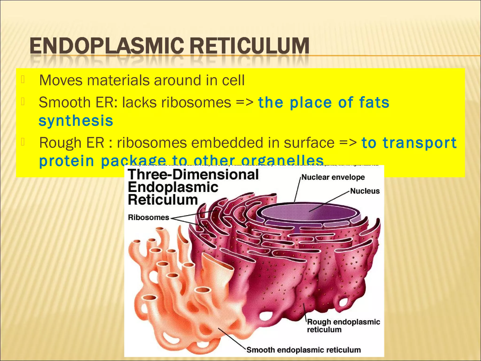  Moves materials around in cell
 Smooth ER: lacks ribosomes => the place of fats
synthesis
 Rough ER : ribosomes embedded in surface => to transport
protein package to other organelles
 
