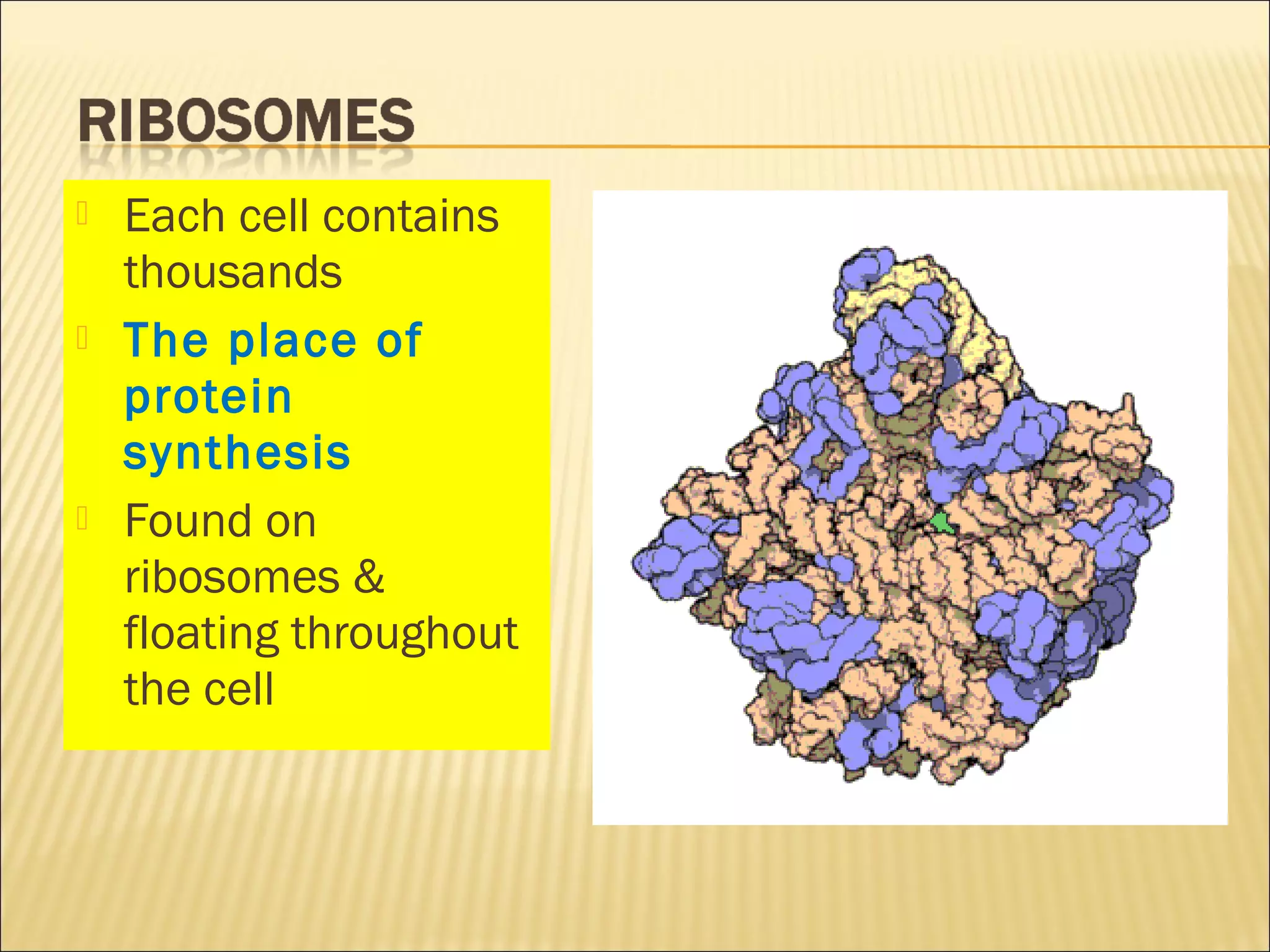  Each cell contains
thousands
 The place of
protein
synthesis
 Found on
ribosomes &
floating throughout
the cell
 