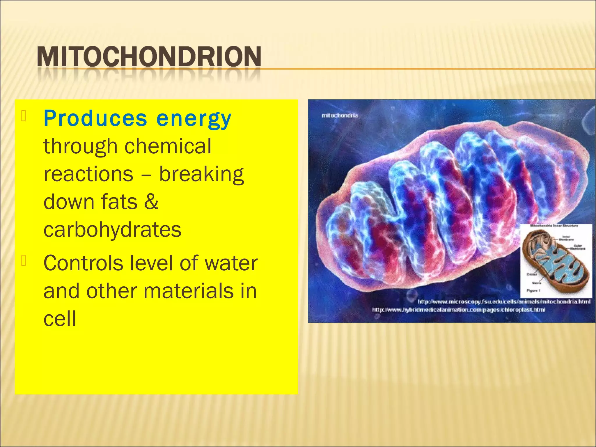  Produces energy
through chemical
reactions – breaking
down fats &
carbohydrates
 Controls level of water
and other materials in
cell
 
