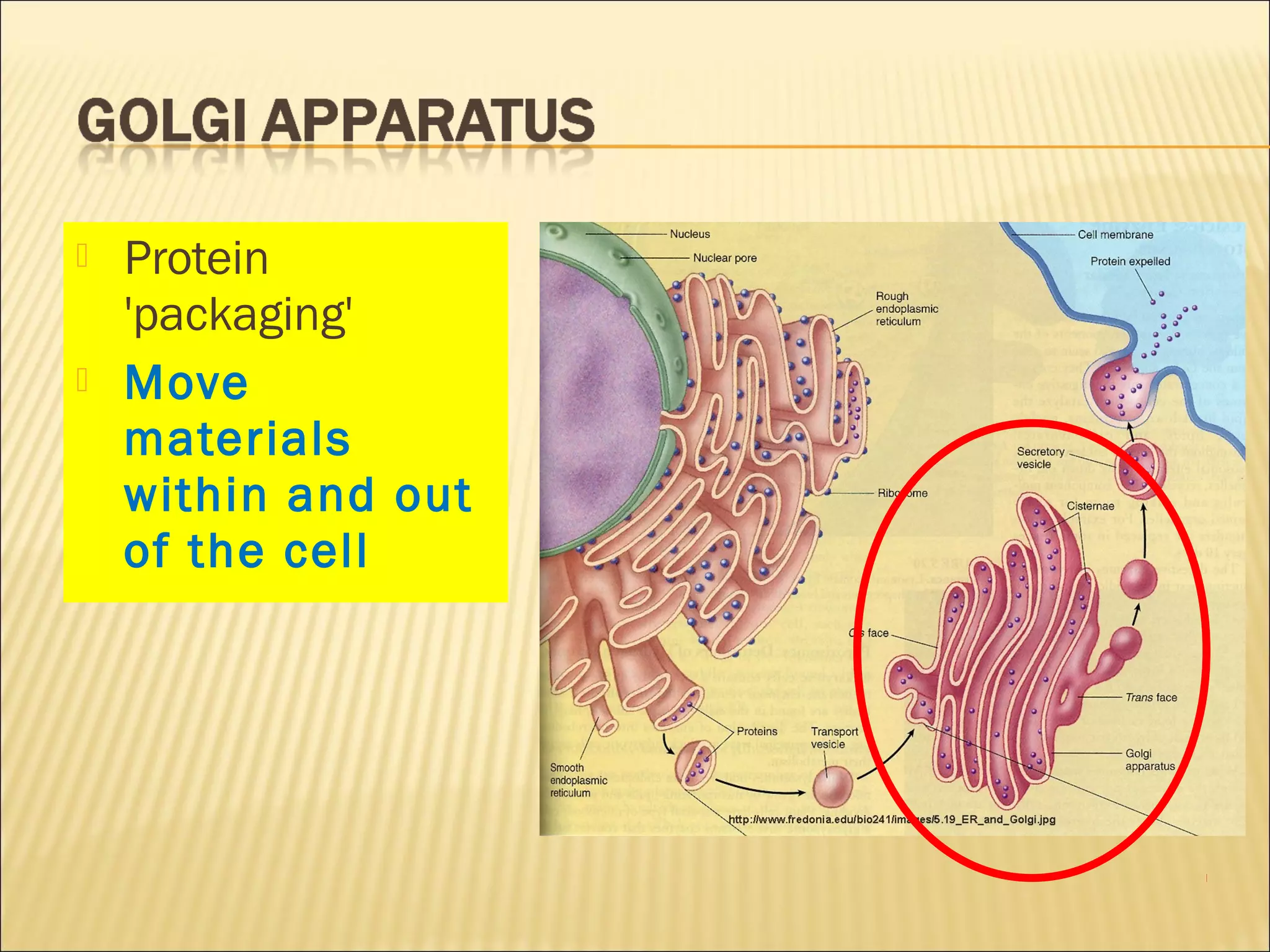  Protein
'packaging'
 Move
materials
within and out
of the cell
 