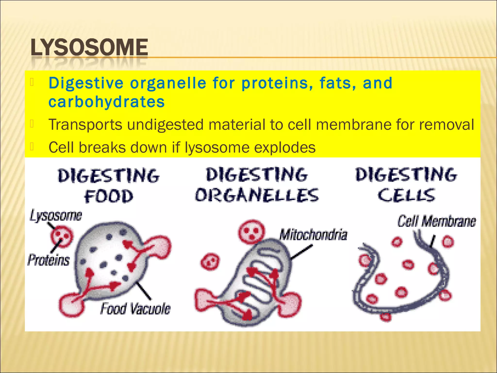  Digestive organelle for proteins, fats, and
carbohydrates
 Transports undigested material to cell membrane for removal
 Cell breaks down if lysosome explodes
 