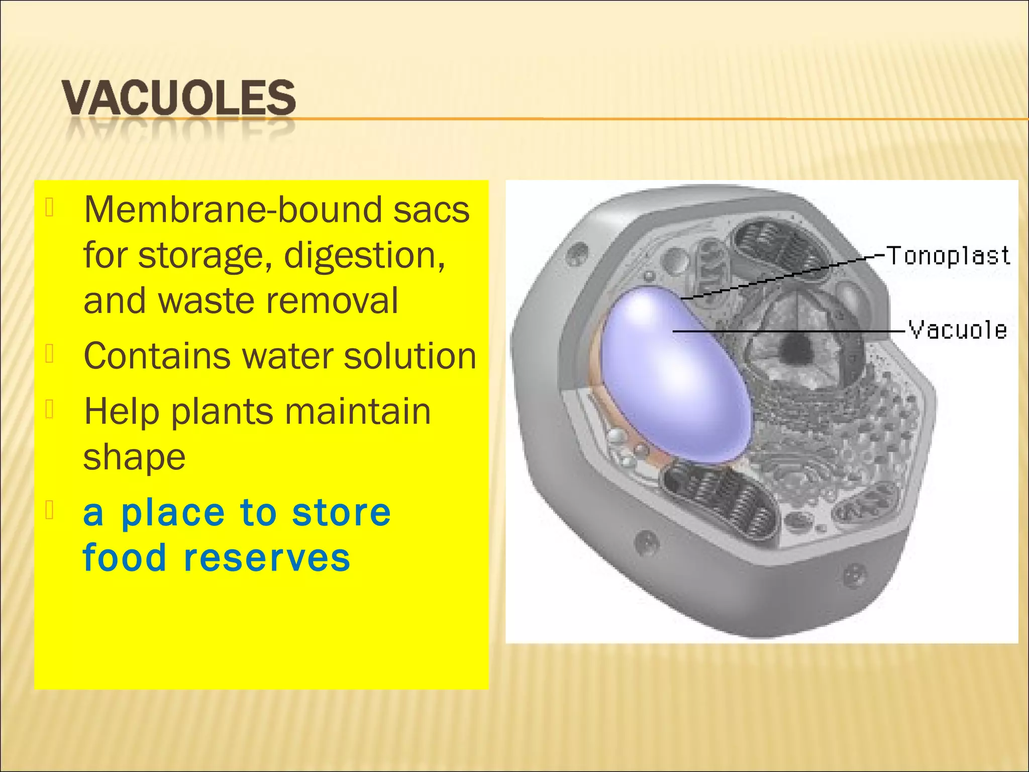 Membrane-bound sacs
for storage, digestion,
and waste removal
 Contains water solution
 Help plants maintain
shape
 a place to store
food reserves
 
