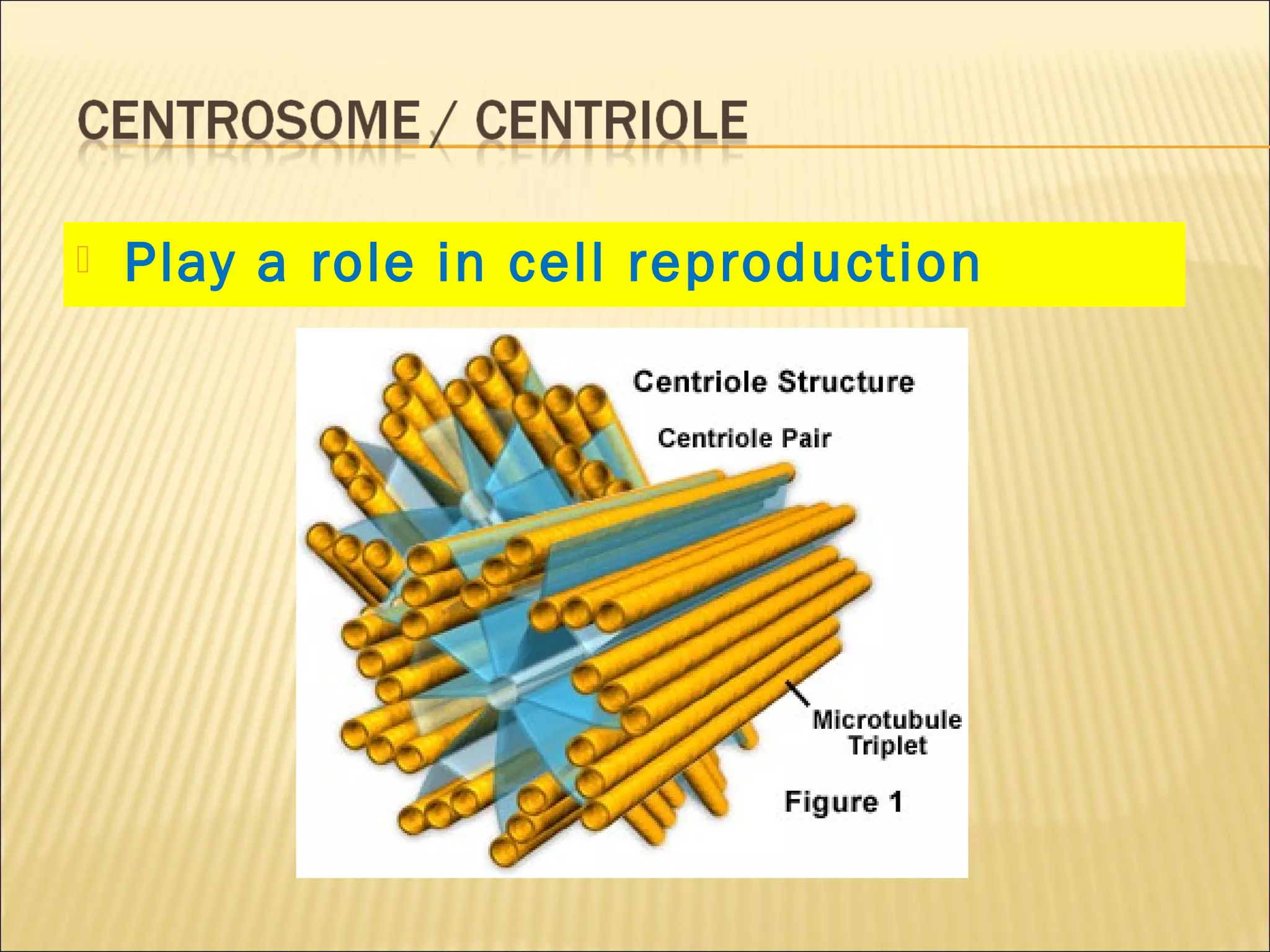  Play a role in cell reproduction
 