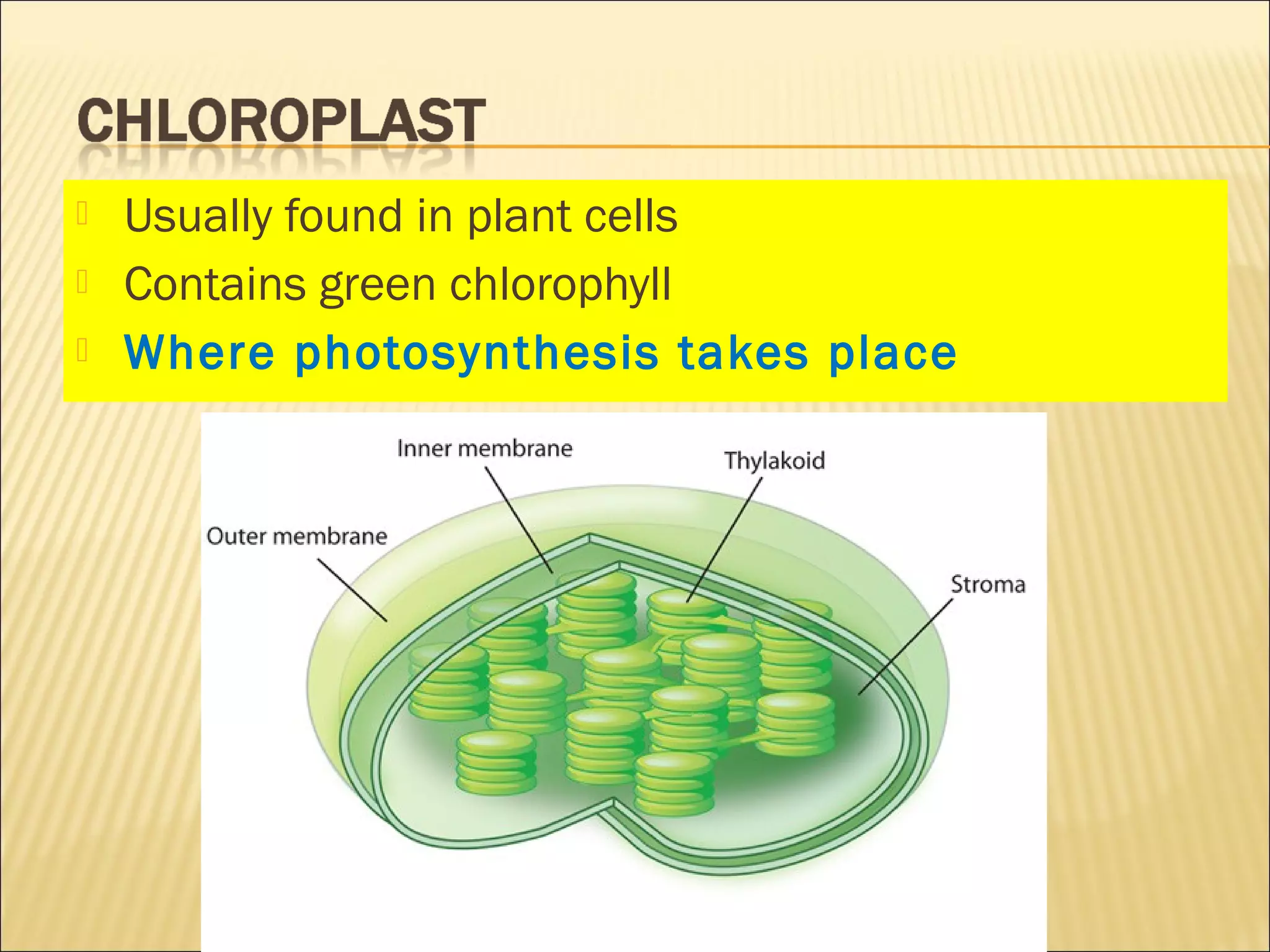  Usually found in plant cells
 Contains green chlorophyll
 Where photosynthesis takes place
 