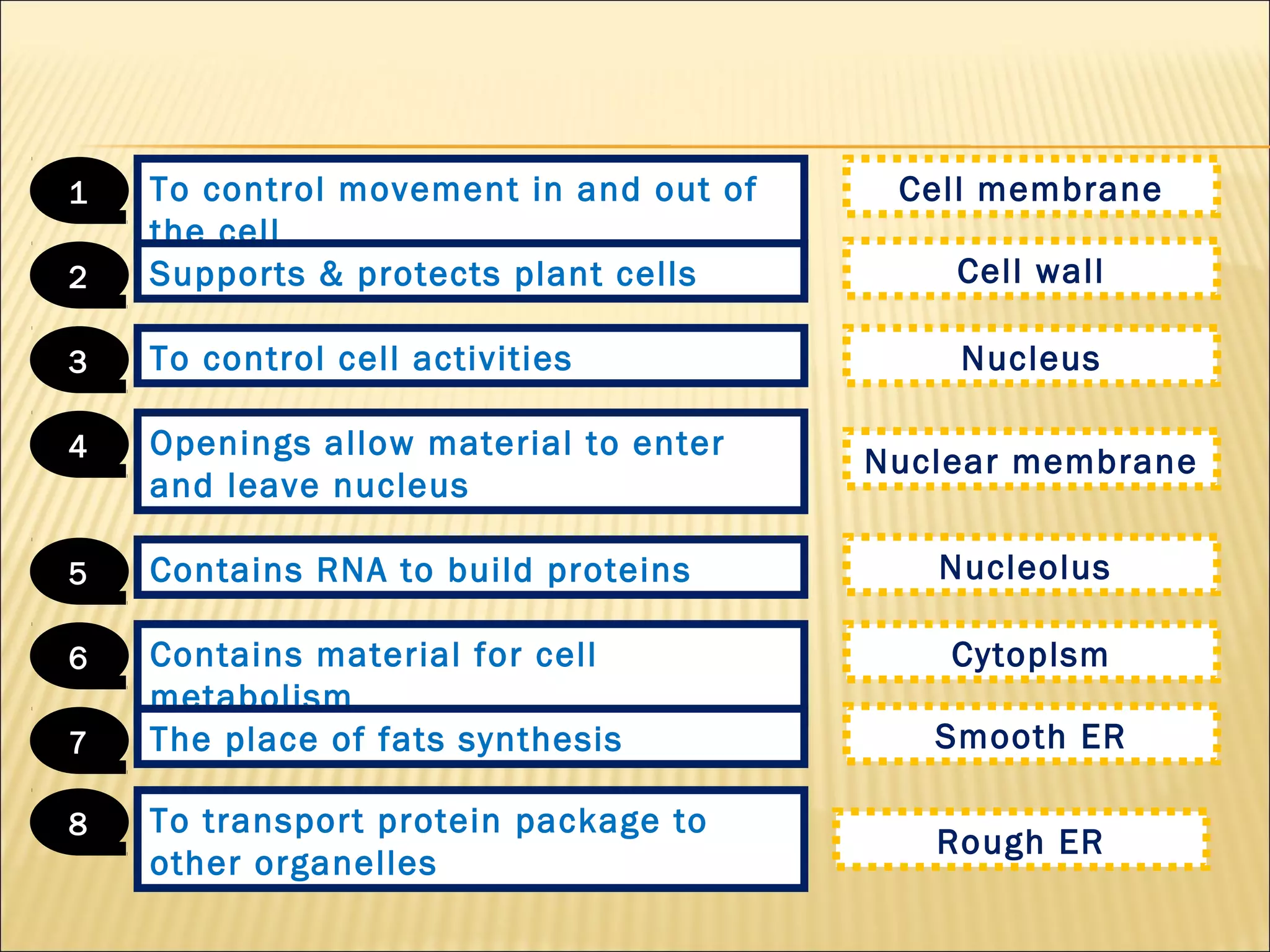 To control movement in and out of
the cell
1
Supports & protects plant cells2
To control cell activities3
Openings allow material to enter
and leave nucleus
4
Contains RNA to build proteins5
Contains material for cell
metabolism
6
The place of fats synthesis7
Cell membrane
Cell wall
Nucleus
Nuclear membrane
Nucleolus
Cytoplsm
Smooth ER
To transport protein package to
other organelles
8
Rough ER
 