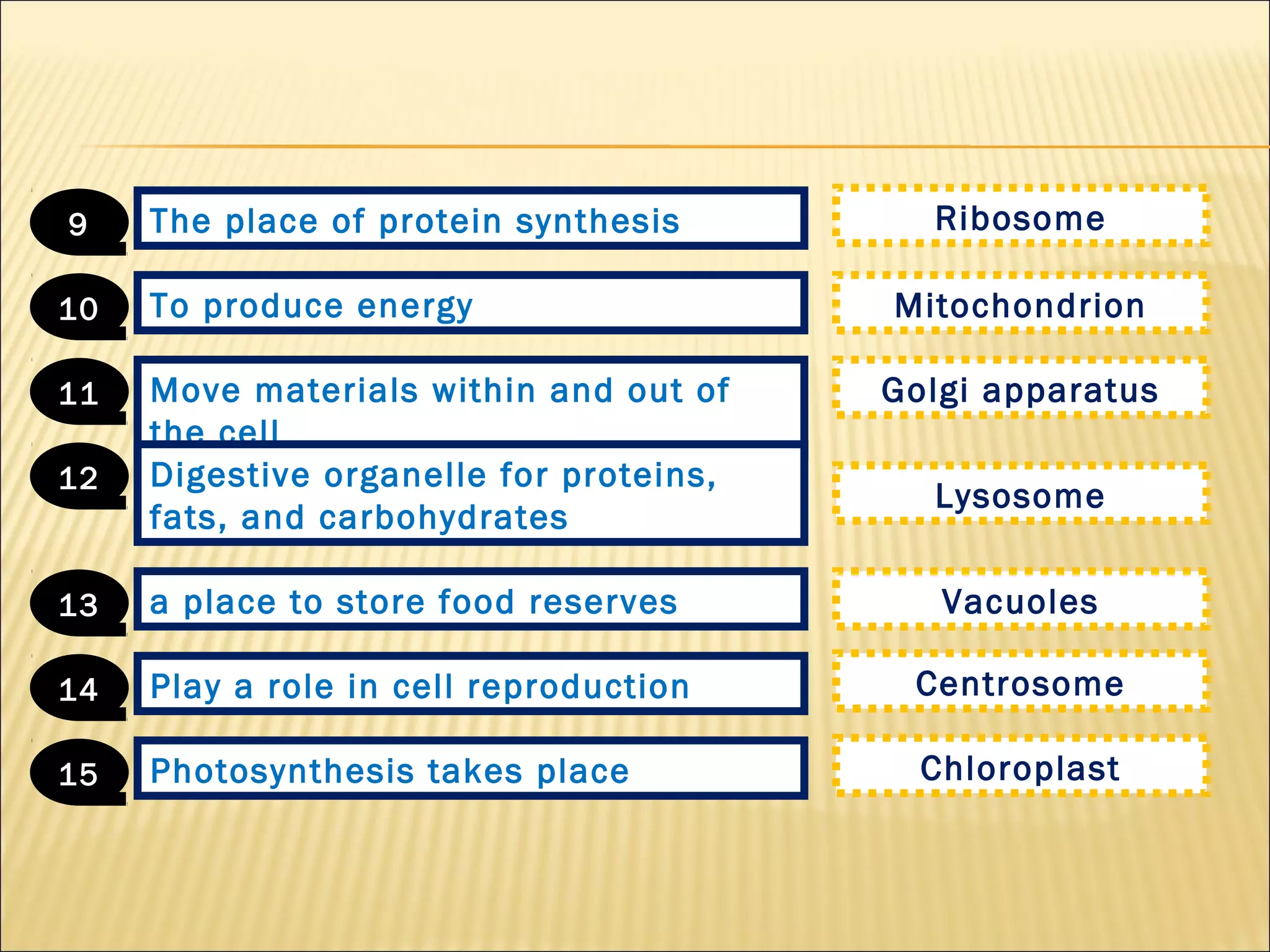 The place of protein synthesis9
To produce energy10
Move materials within and out of
the cell
11
Digestive organelle for proteins,
fats, and carbohydrates
12
a place to store food reserves13
Play a role in cell reproduction14
Ribosome
Mitochondrion
Golgi apparatus
Lysosome
Vacuoles
Centrosome
Photosynthesis takes place15 Chloroplast
 