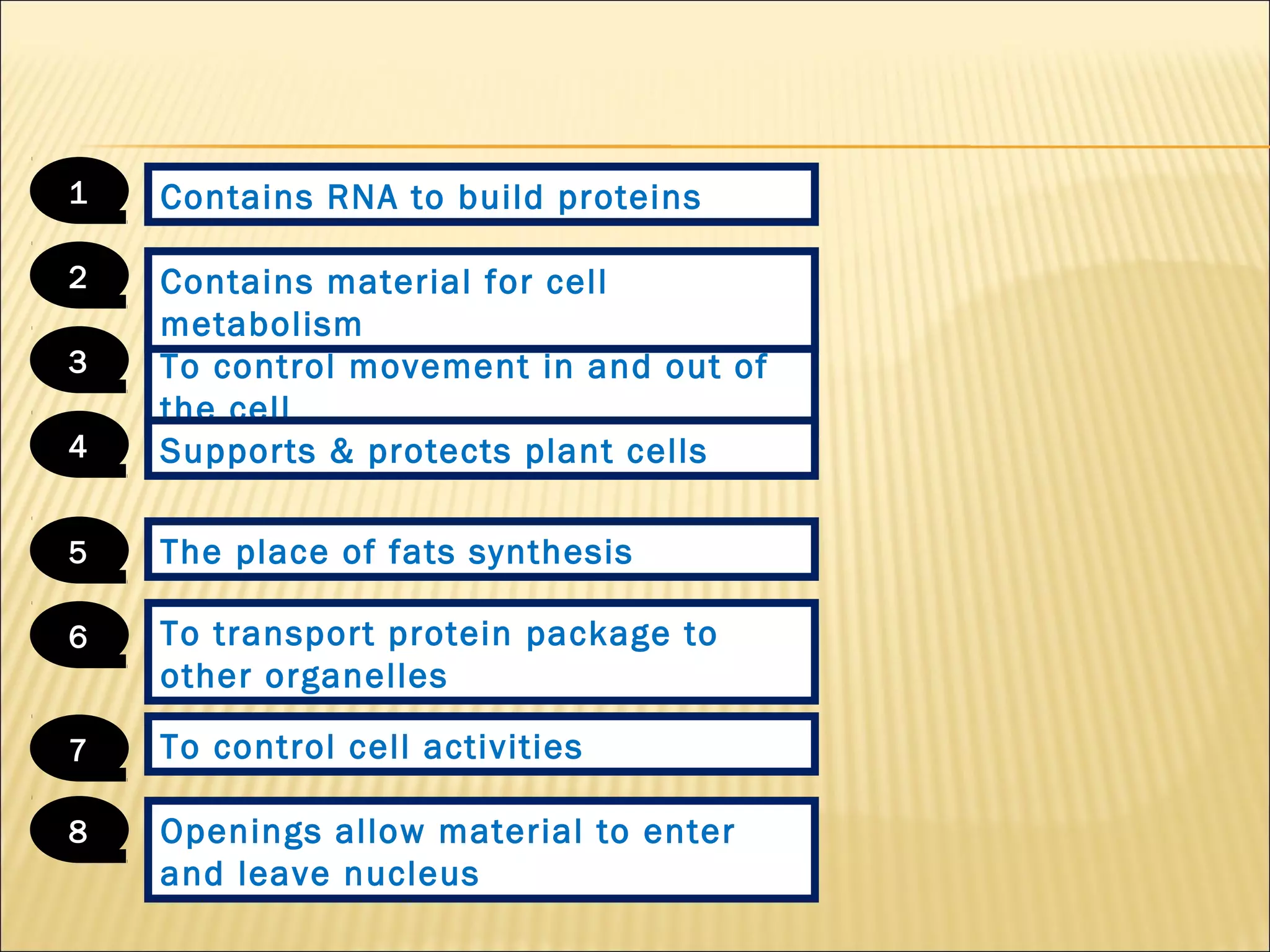 To control movement in and out of
the cell
1
Supports & protects plant cells
2
To control cell activities
3
Openings allow material to enter
and leave nucleus
4
Contains RNA to build proteins
5
Contains material for cell
metabolism
6
The place of fats synthesis
7
To transport protein package to
other organelles
8
 