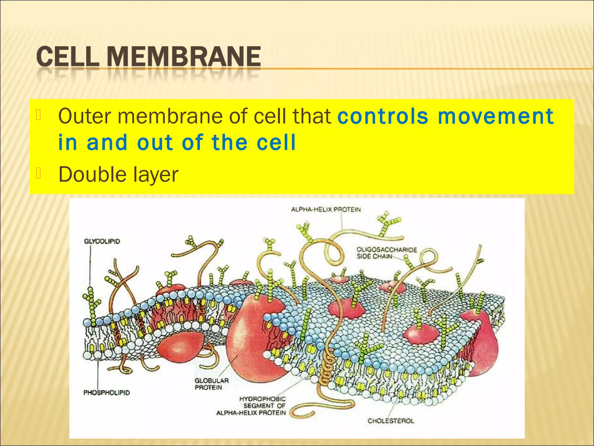  Outer membrane of cell that controls movement
in and out of the cell
 Double layer
 