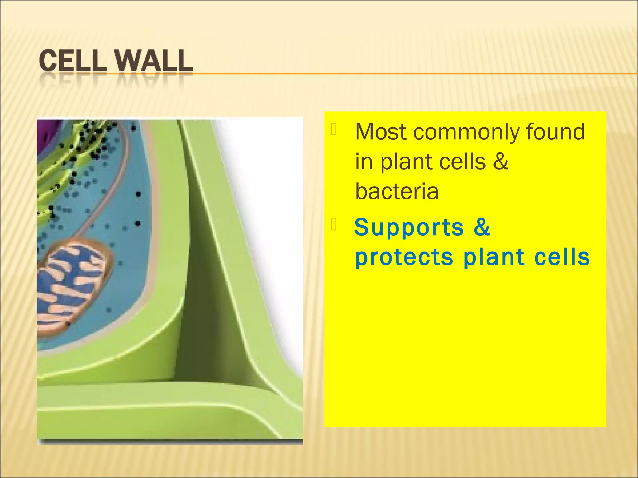  Most commonly found
in plant cells &
bacteria
 Supports &
protects plant cells
 