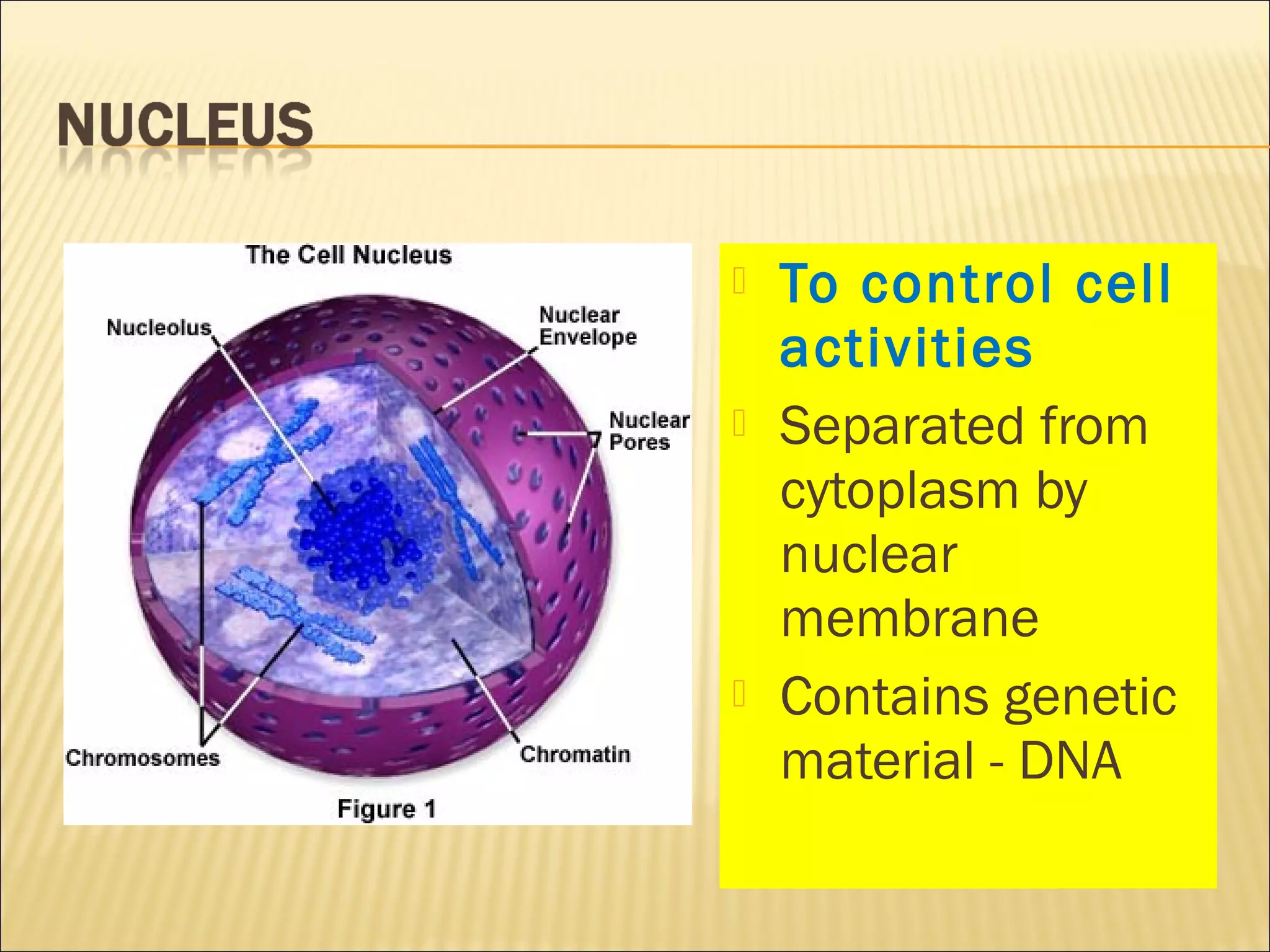  To control cell
activities
 Separated from
cytoplasm by
nuclear
membrane
 Contains genetic
material - DNA
 
