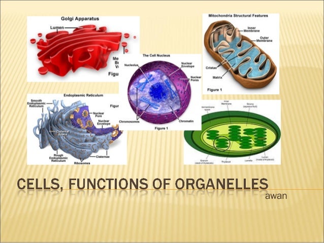 Grade 7 - Cells; Functions of Organels