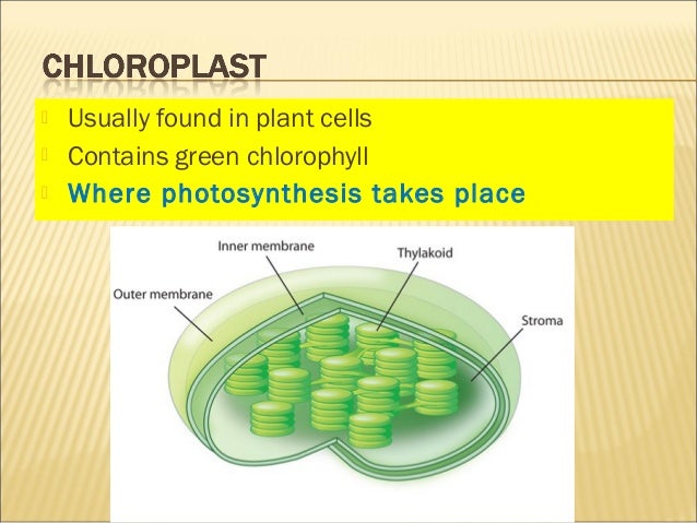 Grade 7 - Cells; Functions of Organels