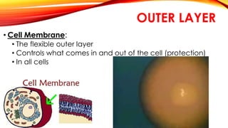OUTER LAYER 
• Cell Membrane: 
• The flexible outer layer 
• Controls what comes in and out of the cell (protection) 
• In all cells 
 