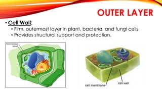 OUTER LAYER 
• Cell Wall: 
• Firm, outermost layer in plant, bacteria, and fungi cells 
• Provides structural support and protection. 
 