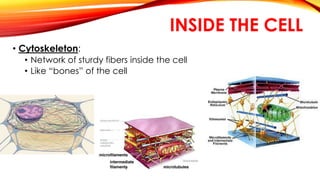 INSIDE THE CELL 
• Cytoskeleton: 
• Network of sturdy fibers inside the cell 
• Like “bones” of the cell 
