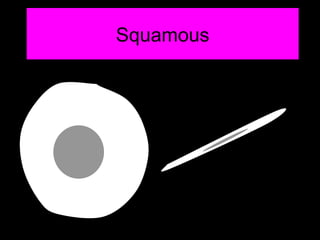 Squamous