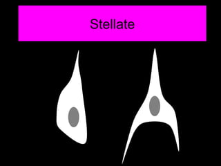 Stellate