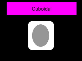 Cuboidal