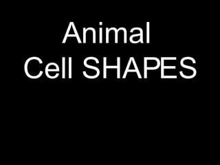 Animal  Cell SHAPES 